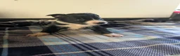 Border Collie dogs for sale: Isds registered border collie pups  - Advert 39