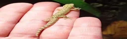 Gecko reptiles for sale: Mourning gecko hatchlings - Advert 14