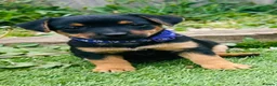 Jack Russell dogs for sale: Jack Russell Puppies - Advert 2