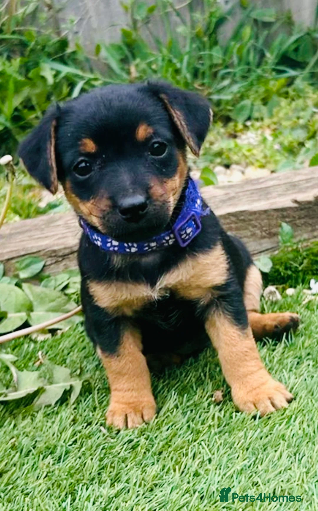 Jack Russell dogs for sale: Jack Russell Puppies - Advert 2