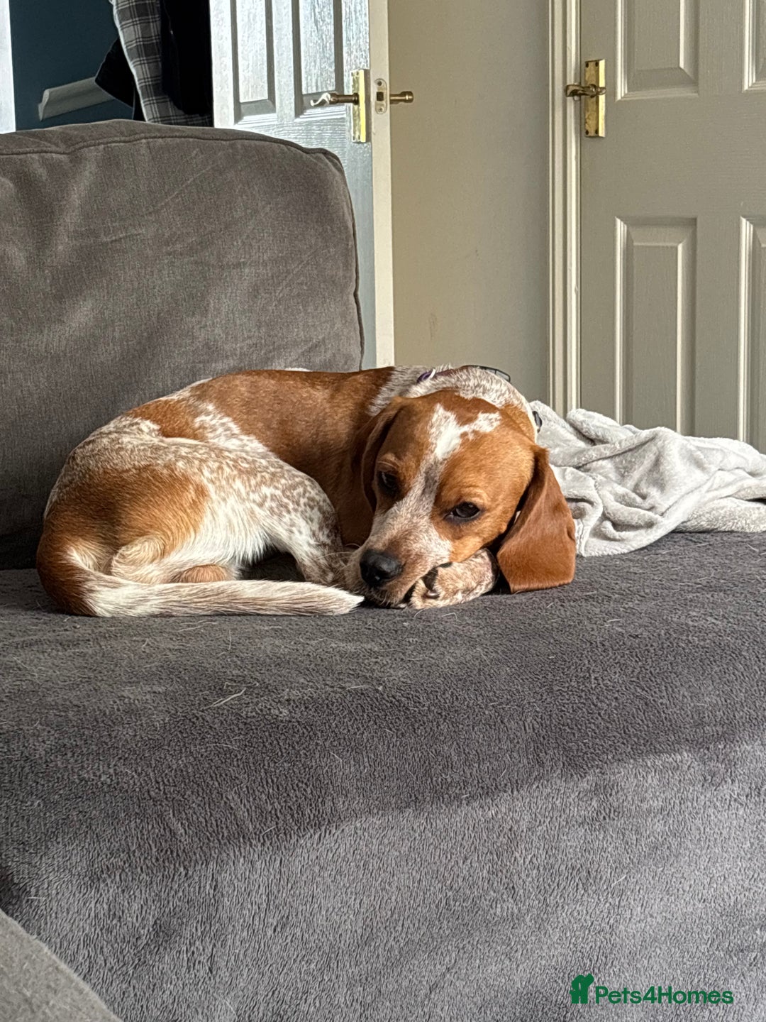 Beaglier dogs for sale: 13 month old beaglier  - Advert 10