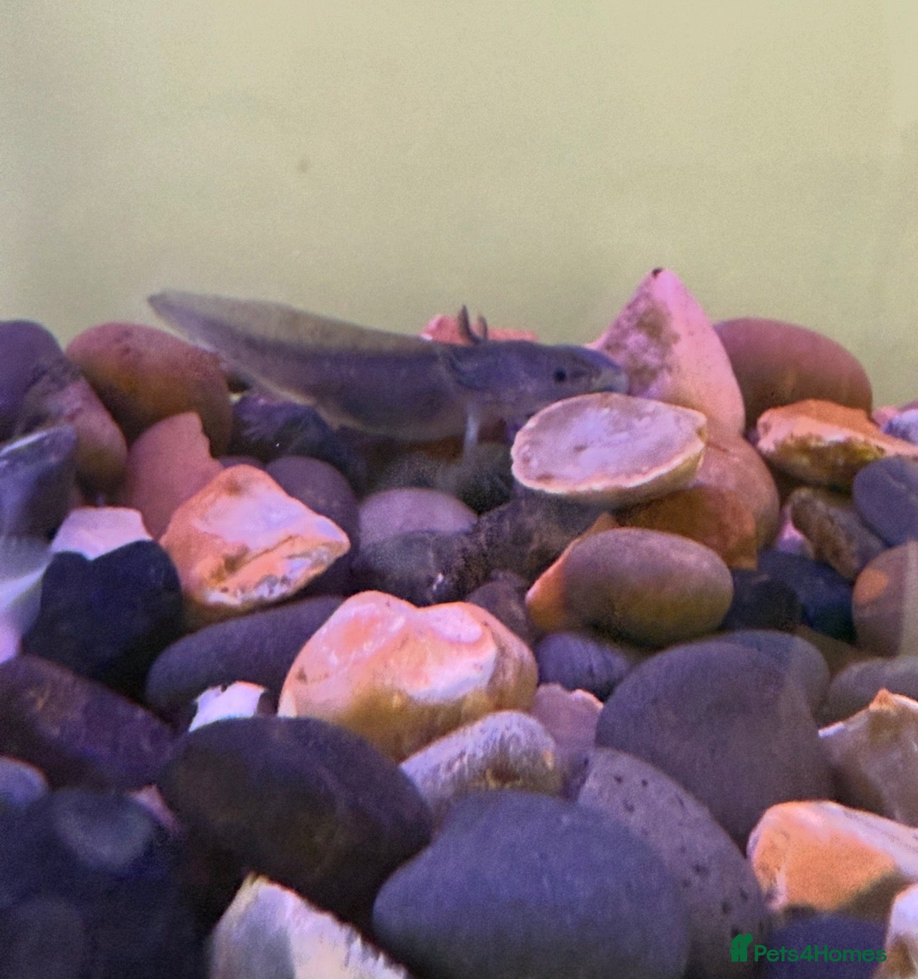 Axolotl reptiles Pair of axolotls for sale  - Advert 1