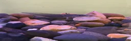 Axolotl reptiles for sale: Pair of axolotls for sale  - Advert 1