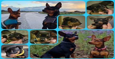 Miniature Pinscher dogs KC Registered 6 Pure Miniature Pinscher litter - Advert 3