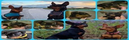 Miniature Pinscher dogs for sale: KC Registered 6 Pure Miniature Pinscher litter - Advert 4