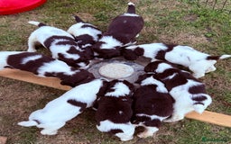 English Springer Spaniel dogs for sale: Springer spaniel pups  - Image 2