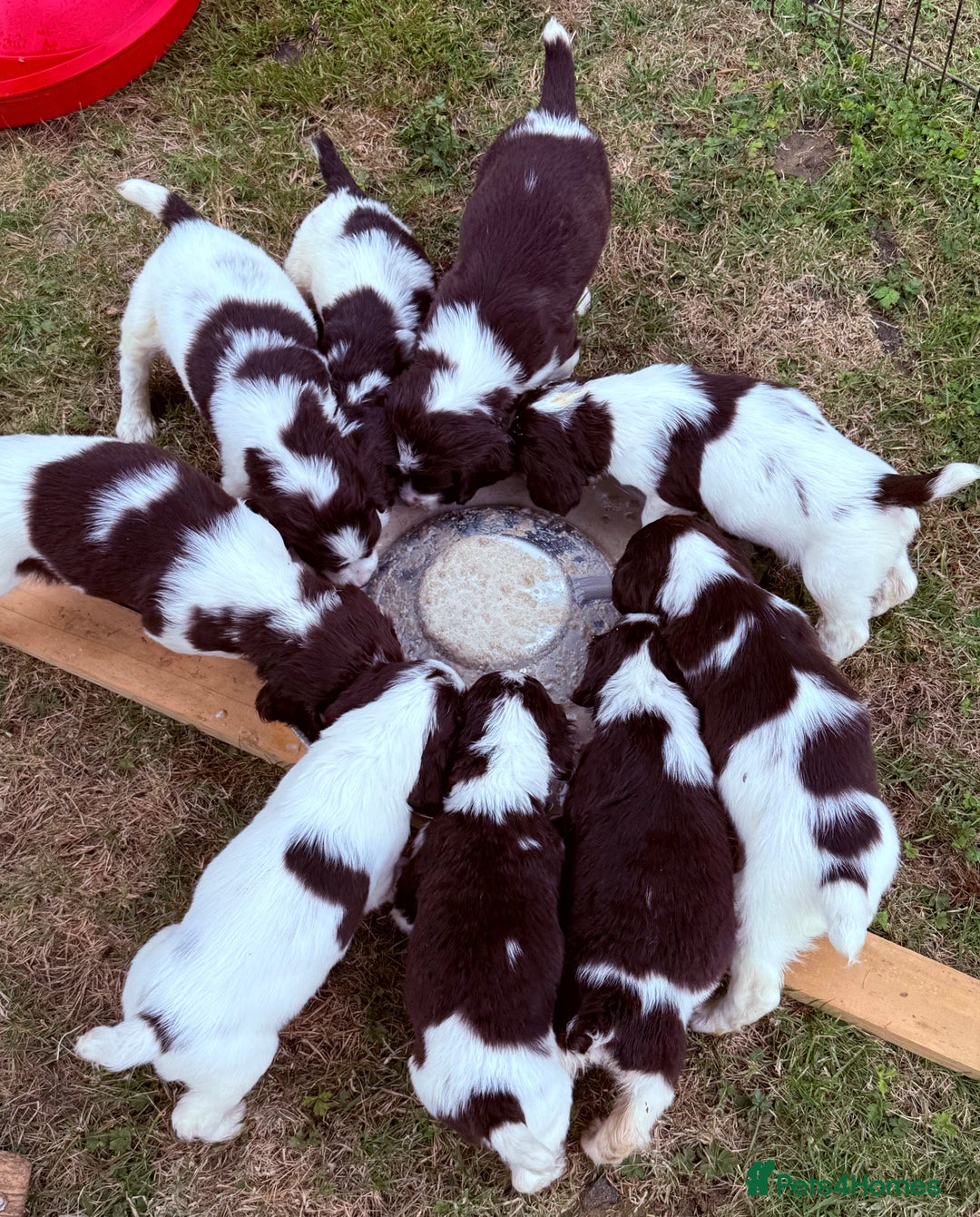 English Springer Spaniel dogs for sale: Springer spaniel pups  - Image 2