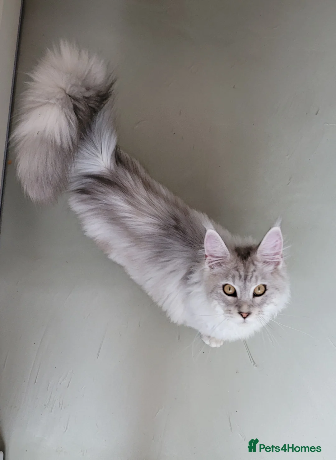 Maine Coon cats for sale: Adult maine coon female - Advert 6