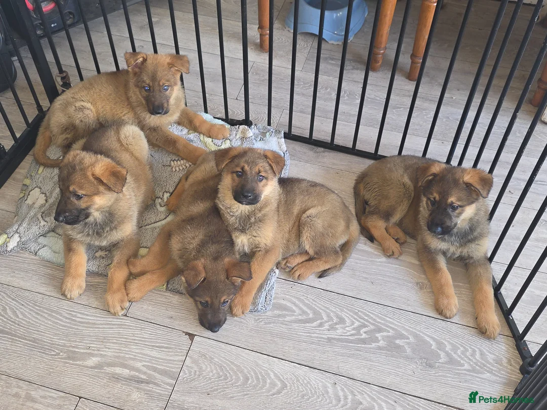 Mixed Breed dogs for sale: GERMAN SHEPHERD X ALASKAN MALAMUTE PUPPIES in Boston - Advert 8