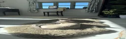 Siamese cats for sale: Pedigree quality kittens  in Longhope - Advert 20