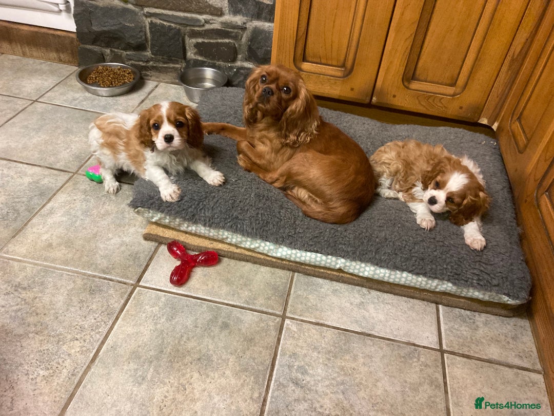 Cavalier King Charles Spaniel dogs for sale: Super KC blenheim pups - health tested parents - Advert 17