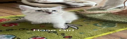 Siberian cats for sale: Amazing Siberian Neva Masquerade/Ragdoll kittens  - Advert 33