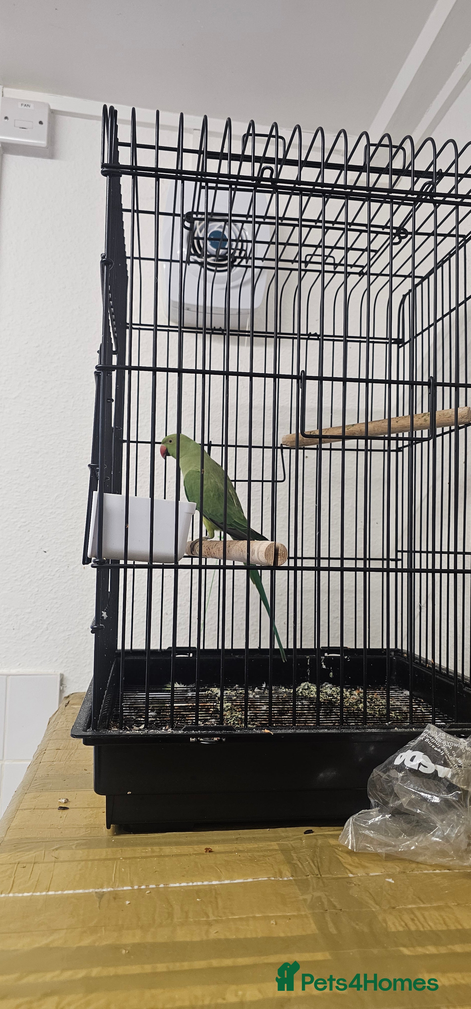 Ringnecks birds Indian ringneck parrot  - Advert 1