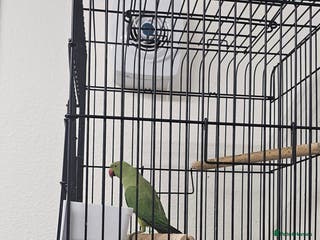 Ringnecks birds Indian ringneck parrot - Advert 2