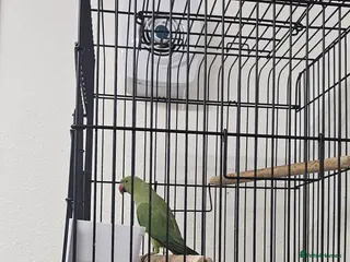 Ringnecks birds Indian ringneck parrot - Advert 6