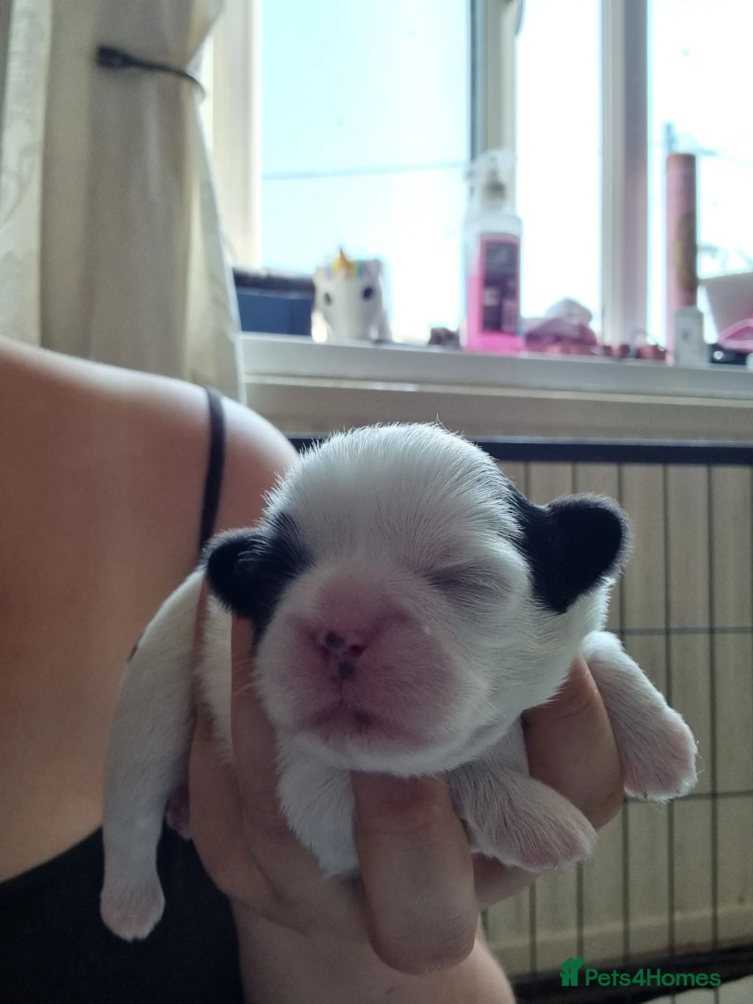 Shih Tzu dogs for sale: Shih tzu puppies  in Pontypool - Advert 5