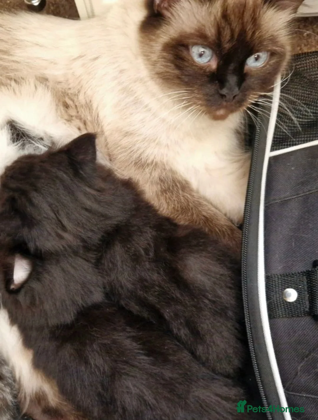 Mixed Breed cats for sale: 2 Beautiful Half-Ragdolls Boys - Advert 4