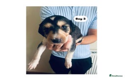 Saluki dogs for sale: KC registered Saluki puppies - Image 10