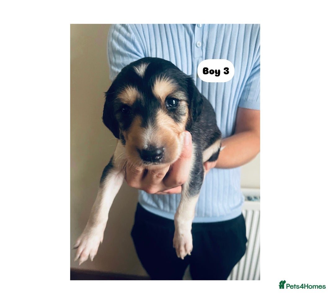 Saluki dogs for sale: KC registered Saluki puppies - Image 10