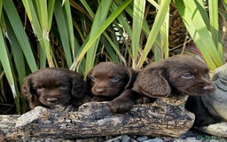 Cocker Spaniel dogs for sale: WORKING dna clear cocker spaniels  - Image 25