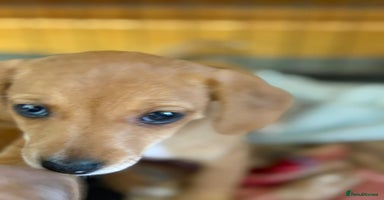 Mixed Breed dogs - Advert 4