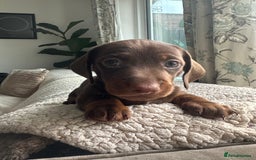 Dachshund dogs for sale: 4 Daschund Puppies Chocolate tan & Isabella - Image 5