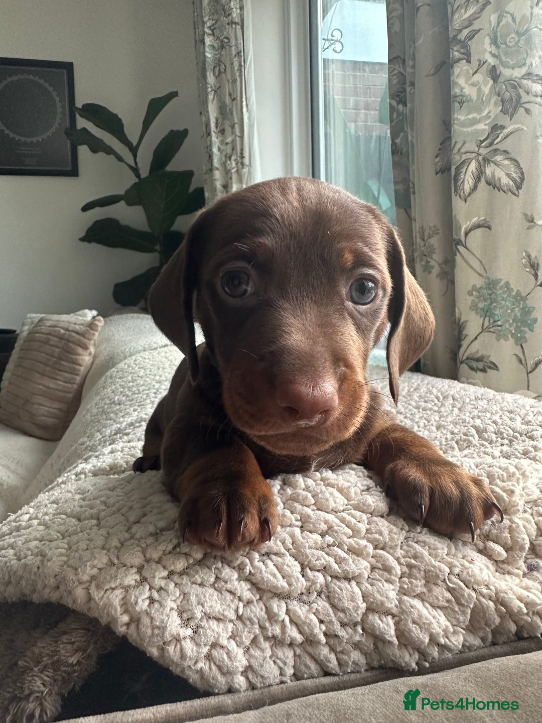 Dachshund dogs for sale: 4 Daschund Puppies Chocolate tan & Isabella - Image 5