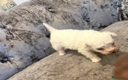 Bichon Frise dogs for sale: Pedigree bichon frise    - Image 4