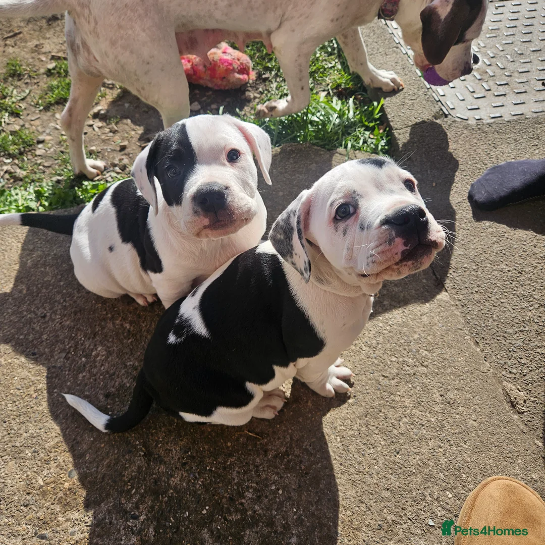 Mixed Breed dogs for sale: Staffie spaniel X old tyme english bulldog  in Crook - Advert 1