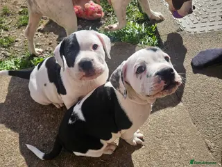 Mixed Breed dogs Staffie spaniel X old tyme english bulldog - Advert 1