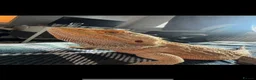 Bearded Dragon reptiles for sale: Bearded Dragon need rehoming - Advert 1