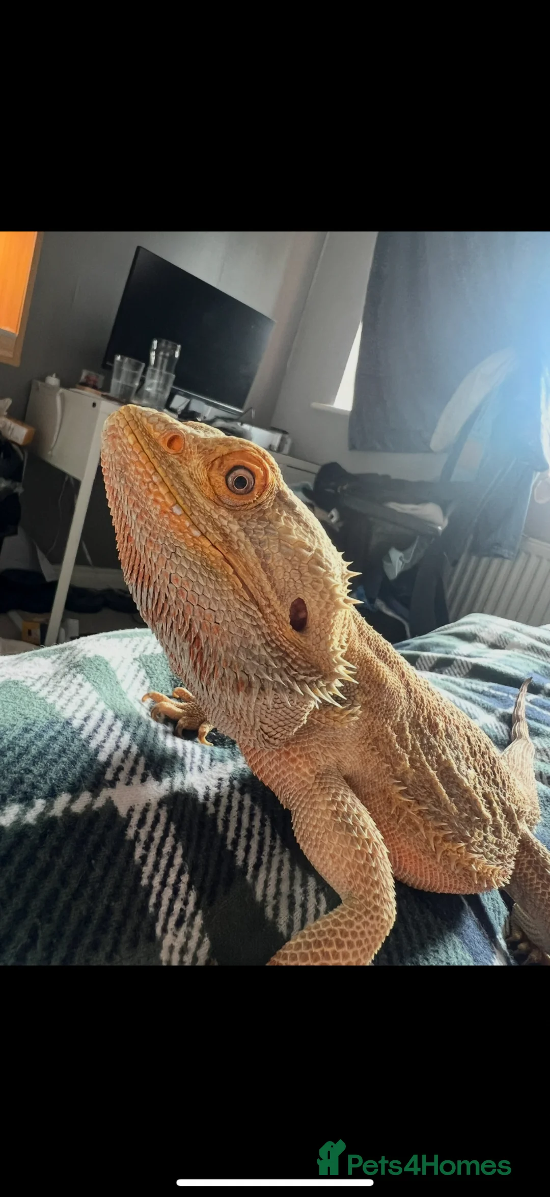 Bearded Dragon reptiles for sale: Bearded Dragon need rehoming - Advert 1