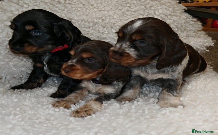 Cocker Spaniel dogs - Advert 2