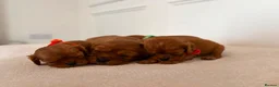Cavalier King Charles Spaniel dogs for sale: KC Registered Cavalier King Charles Spaniel Puppys in Gravesend - Advert 6