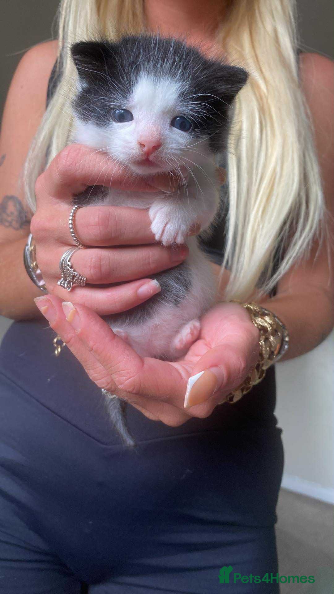 Mixed Breed cats for sale: Girl kitten - Image 3