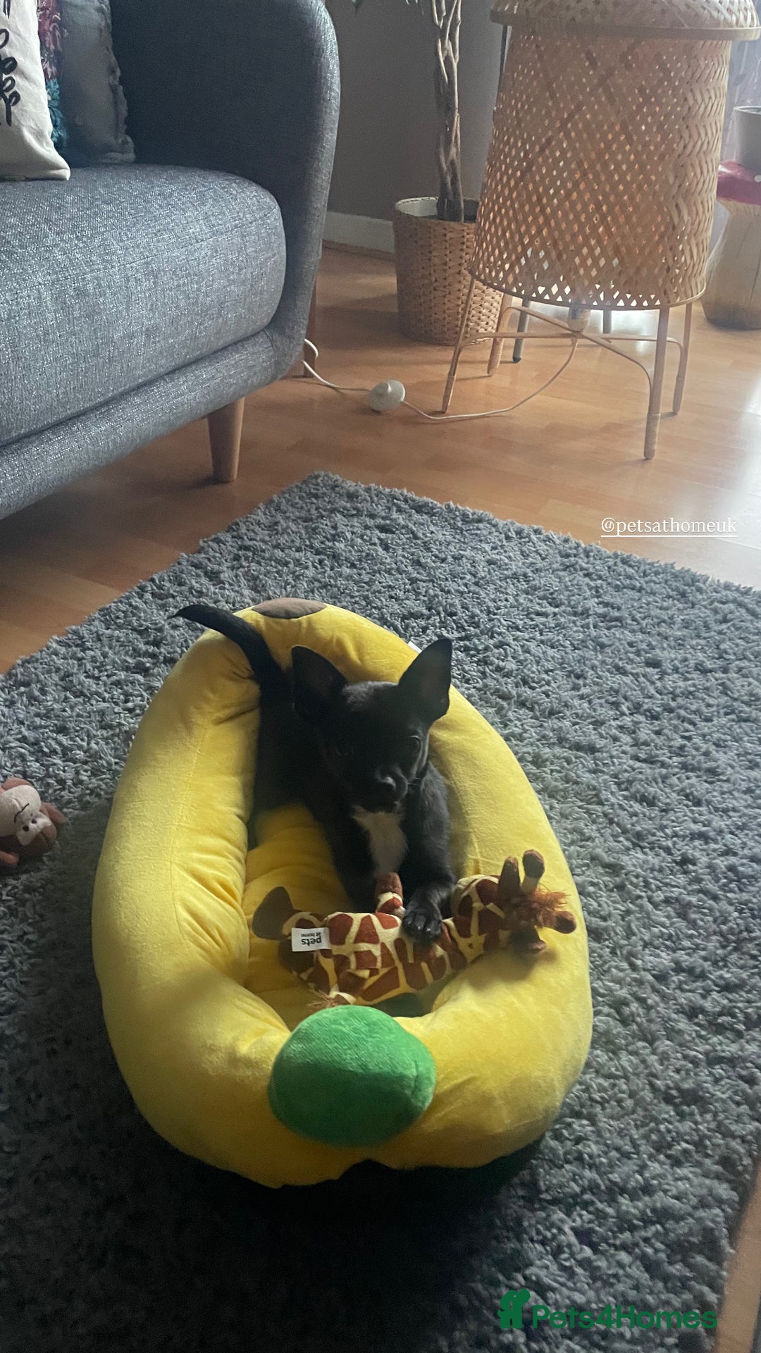 Mixed Breed dogs for sale: Tuxedo Black Chihuahua - Image 1