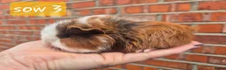 Guinea Pig rodents for sale: Ready to reserve  - Advert 12
