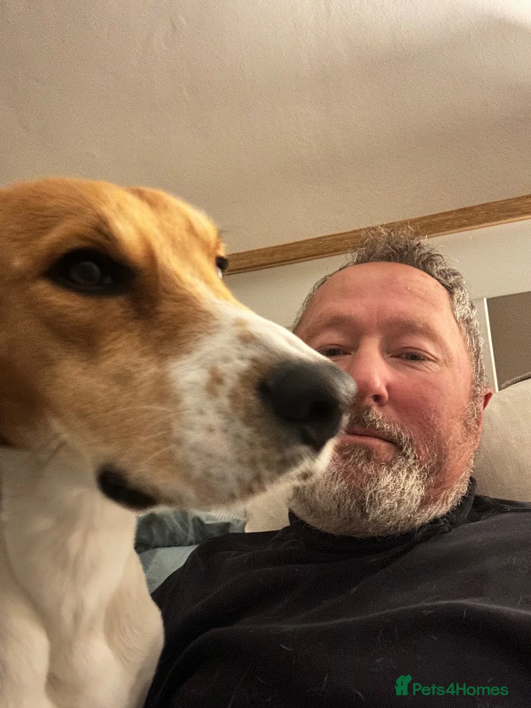 Beagle dogs for sale: Loveable and playful beagle for re homing  in Sudbury - Advert 5