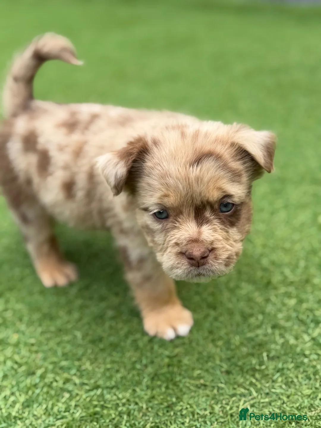 Olde English Bulldogge dogs for sale: EXCEPTIONAL QUALITY FLUFFY OLDE ENGLISH BULLDOGS ✨ - Advert 2