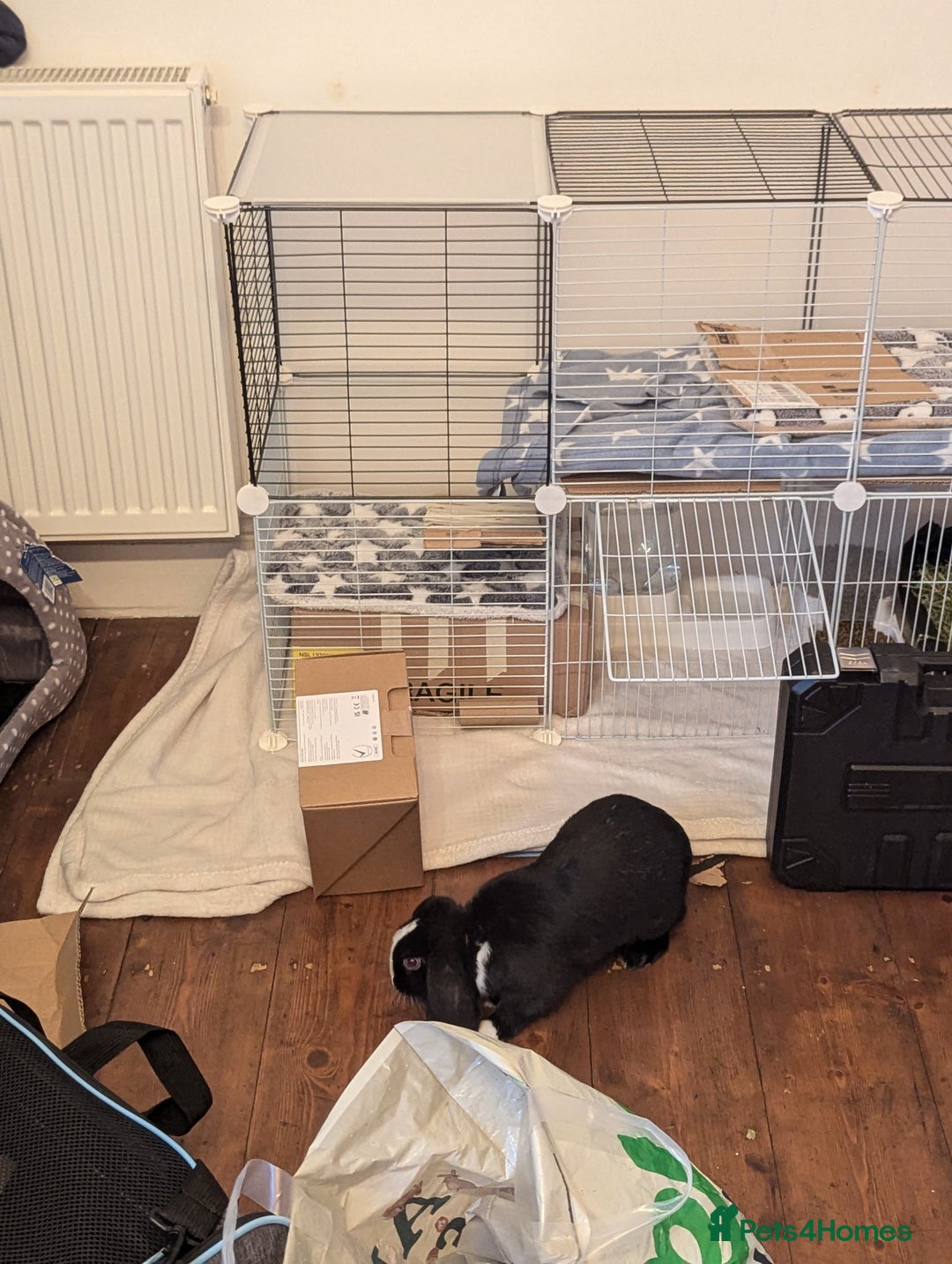 Mini Lop rabbits for sale: Mini Lop for a good home 🥰 - Image 9