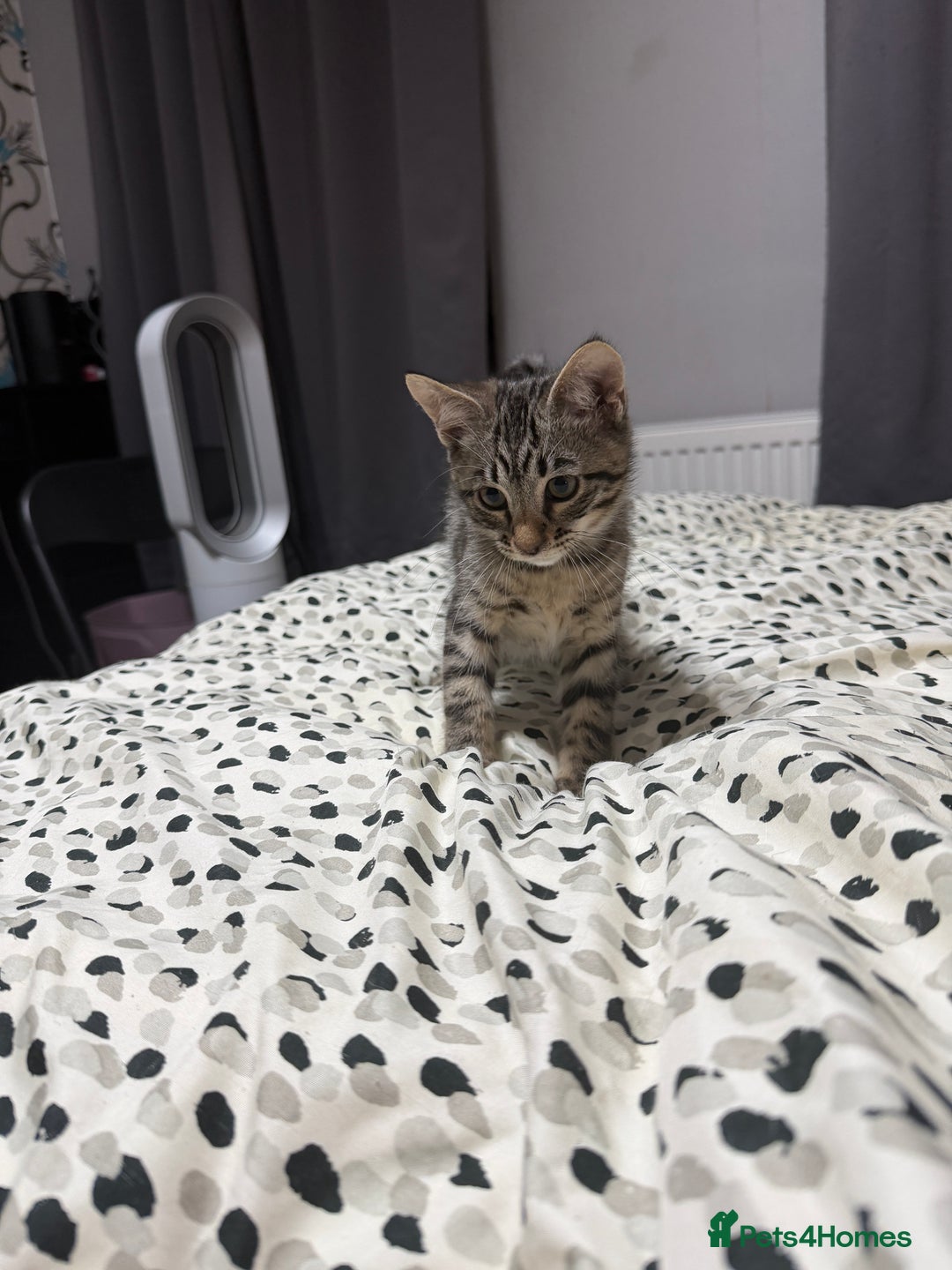 Mixed Breed cats for sale: Savannah X Siamese Kittens - Advert 11