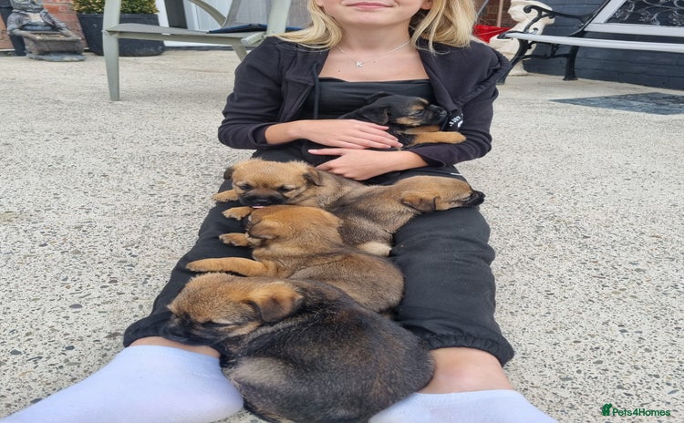 Border Terrier dogs - Advert 1