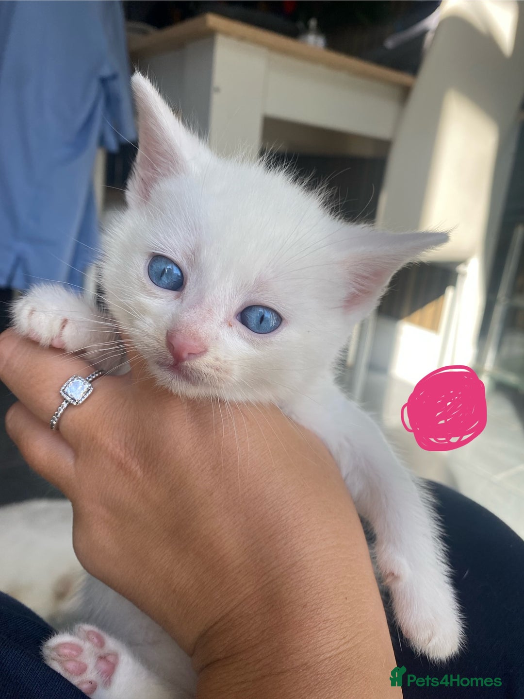 Domestic Shorthair cats for sale: 2 blue eyed Girls  - Image 2