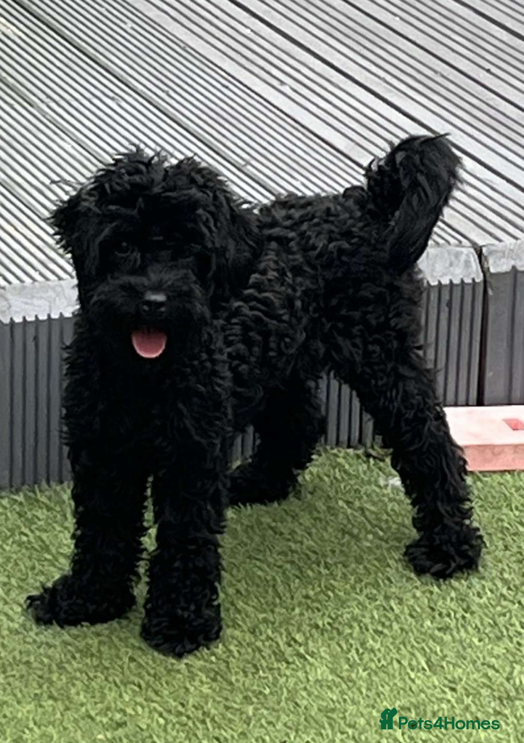 Cavapoo dogs for sale: Cavapoo - Image 3
