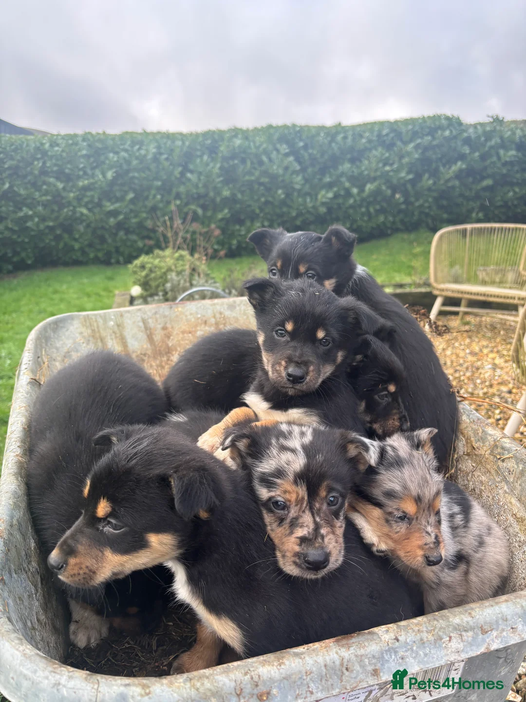 Mixed Breed dogs for sale: Puppies, Australian kelpie cross blue Merle  - Advert 32
