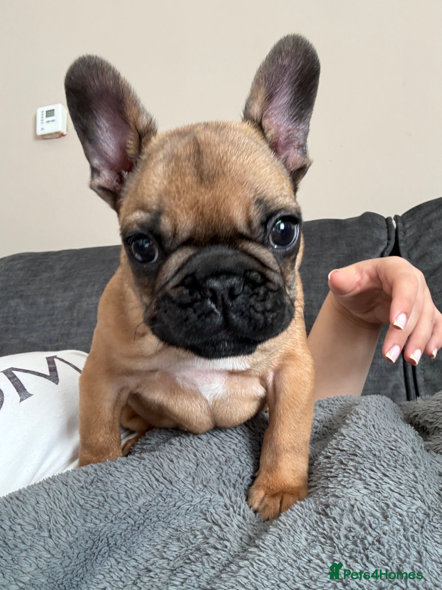 French Bulldog dogs Adorable French Bulldog Male Puppy for Sale - Advert 15