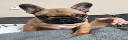 French Bulldog dogs for sale: Adorable French Bulldog Male Puppy for Sale - Advert 1