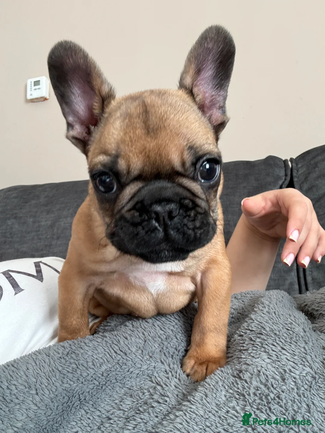 French Bulldog dogs for sale: Adorable French Bulldog Male Puppy for Sale - Advert 1
