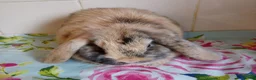Mini Lop rabbits for sale: Pedigree Mini Lops in Tamworth - Advert 14