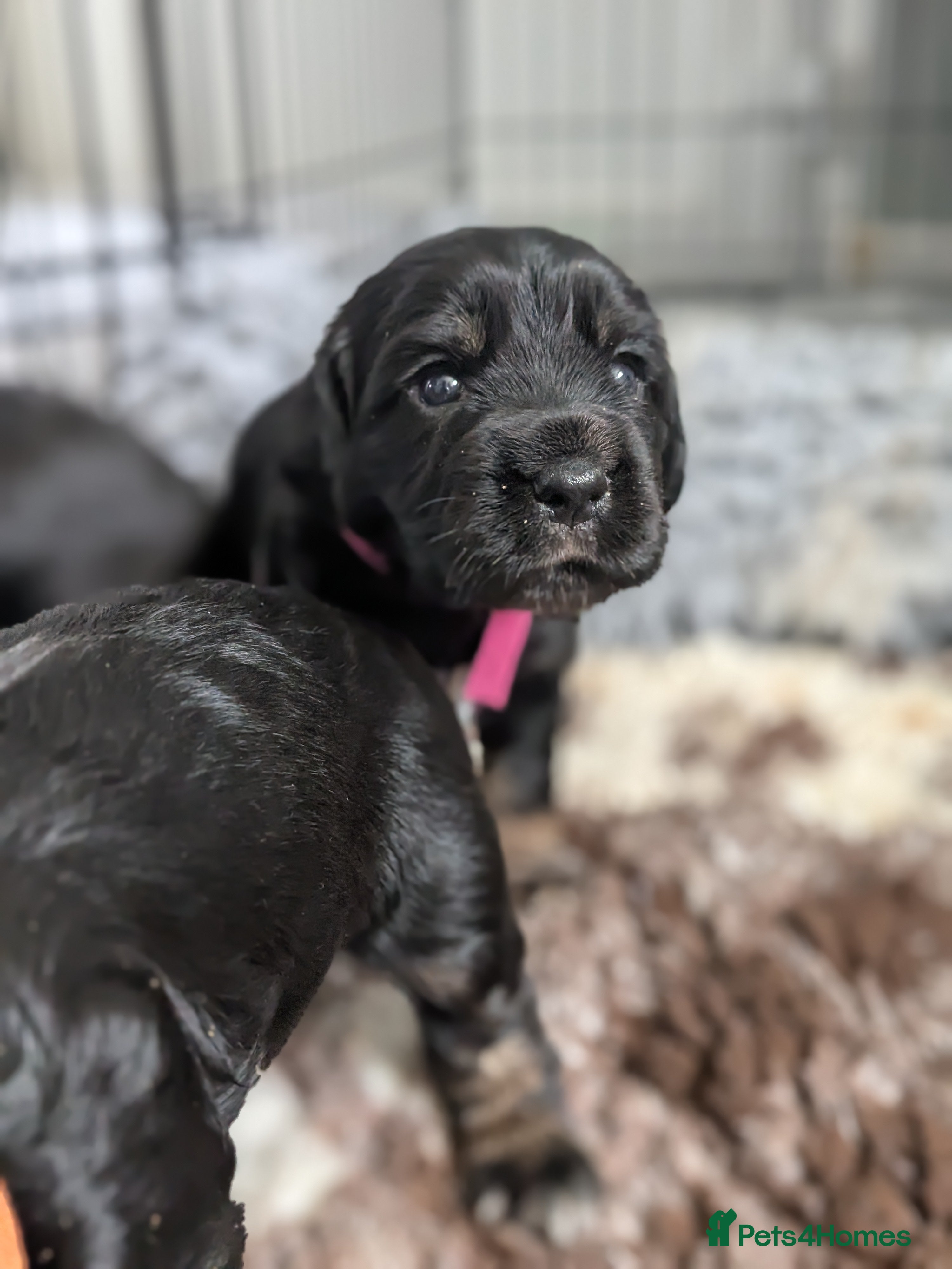 Cocker Spaniel dogs Beautiful Cocker spaniel puppies  - Advert 2